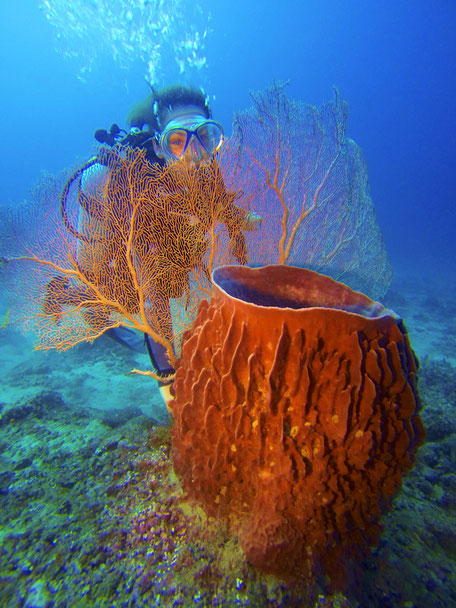 Des fonds marins merveilleux