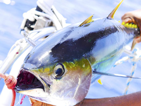 Fishing in Seychelles