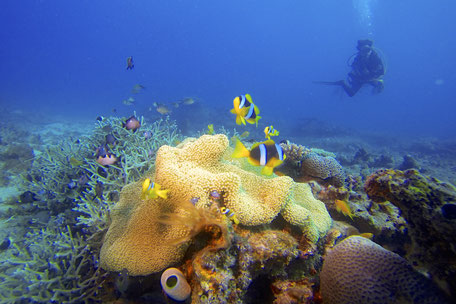 Diving in the Seychelles