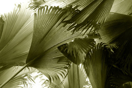 Coconuts in Seychelles