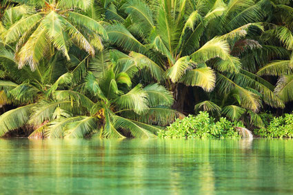 Coconuts in Seychelles