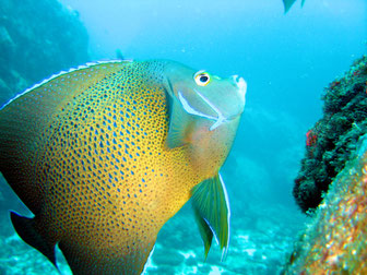 Scuba diving in Seychelles